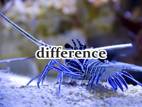 difference003